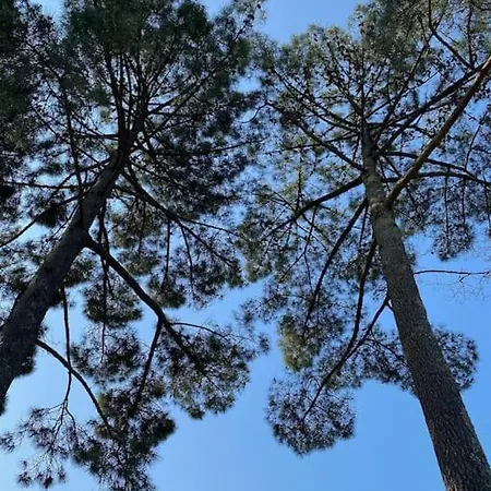 בית נופש Piscine Bord De Foret *